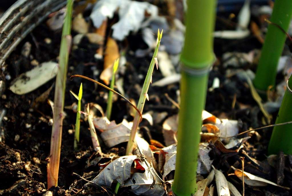 It's Not Work, It's Gardening! Bamboo shoots, tiny style